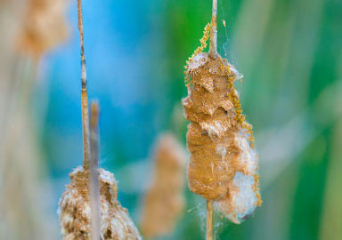 在线手机号测压